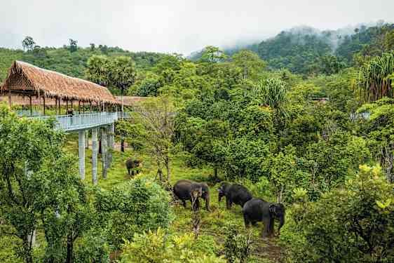 HKT Phuket Elephant Sanctuary – Hands off Experience Afternoon (ELP2)