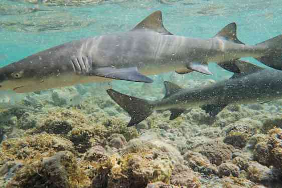 SID Where are the sharks? (SHSA)
