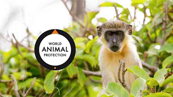 World Animal Protection