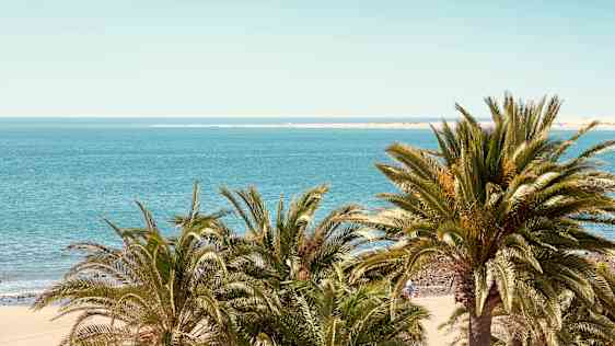 Palmuja ja meri, Gran Canaria
