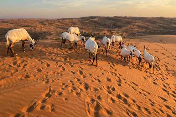 Wadi-antilooppeja