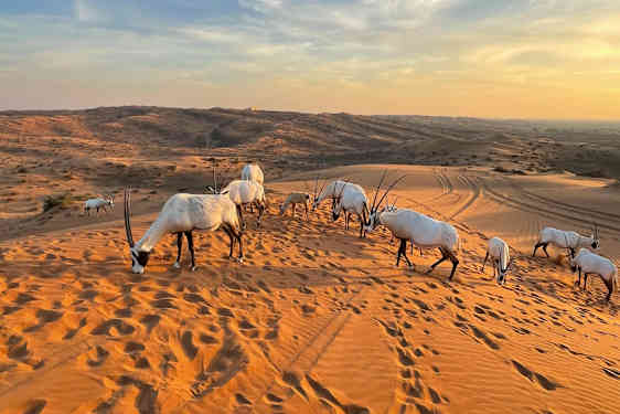 Antilooppeja aavikolla