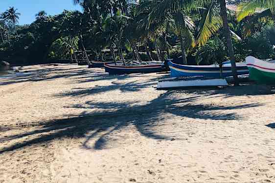 Palmuja Ilhabelan rannalla