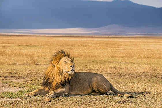 Kuivalla savannilla makaava urosleijona