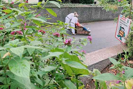 Klassinen Monten kelkka Funchalissa