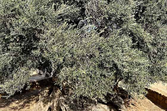 Kreikan vanhin oliivipuu