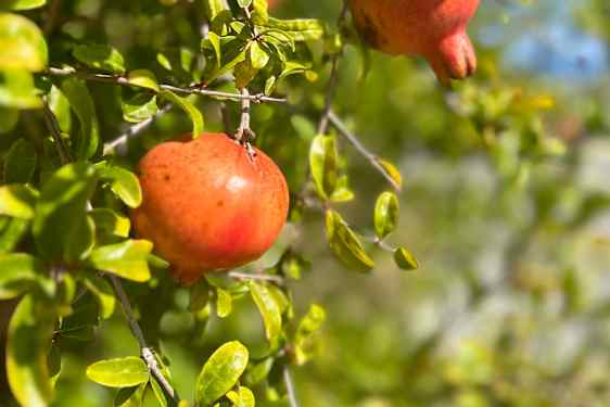 Granaattiomenoita Kreetalla