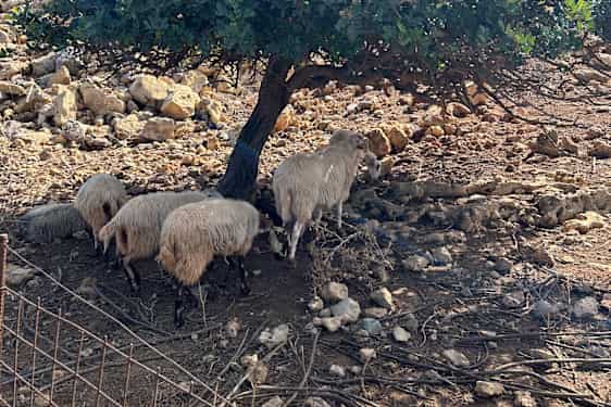 Lampaita varjossa Kreetalla