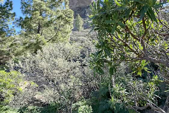 Roque Nublo