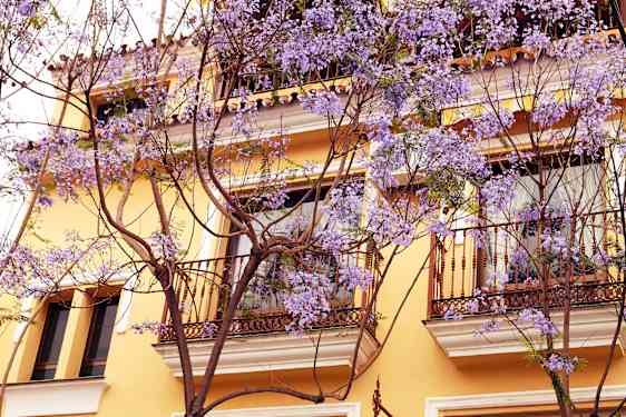 Malaga - huse og blomster på træer