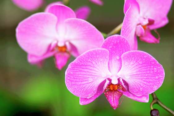 Orkideat
