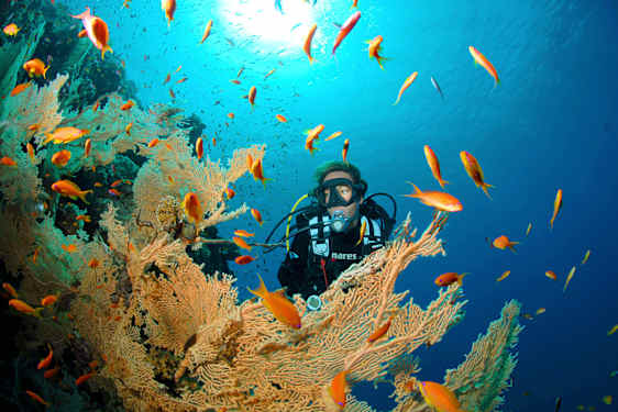 Sukeltaja ja värikkäitä kaloja pinnan alla