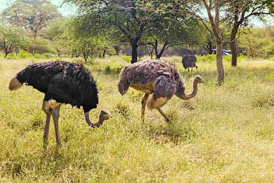 Kolme strutsia heinikossa, Dakar