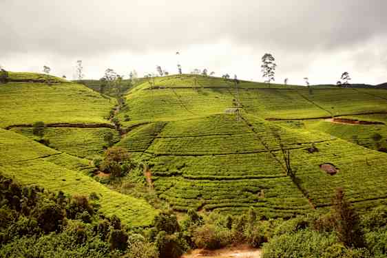 Sri Lankan teeviljelmiä