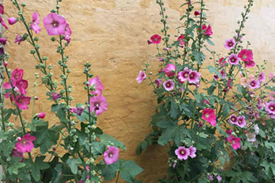 Salkoruusuja talon seinustalla