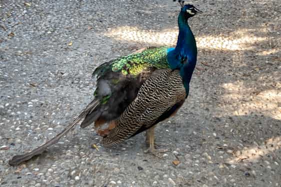 Riikinkukko Lokrumin saarella