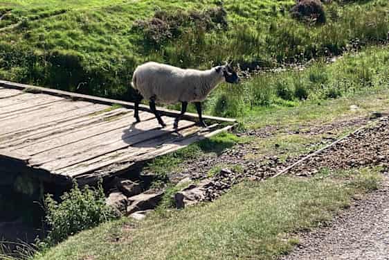 Lammas luonnossa