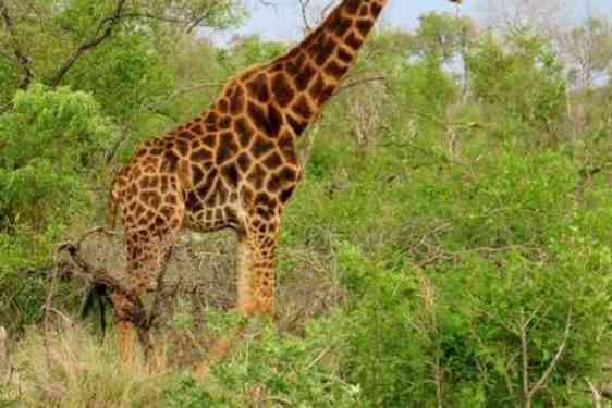 Kirahvi vehreän kasvillisuuden seassa.