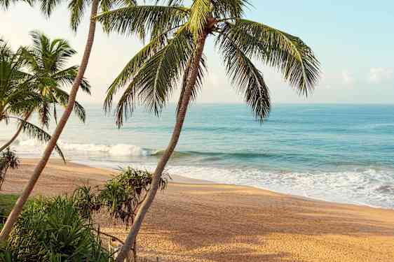 Palmuja rannalla Sri Lankassa
