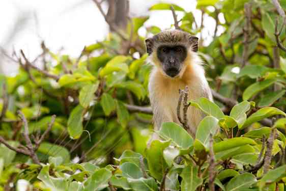 Pieni apina istuu vehreässä puussa