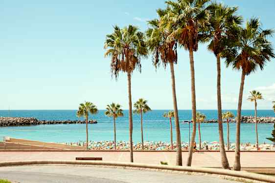 Palmer på Gran Canaria