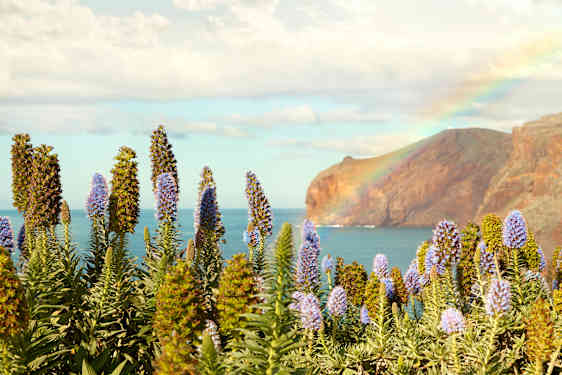 Blomma på Madeira