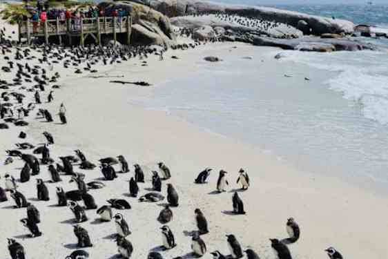Kymmenittäin pingviinejä vaalella hiekkarannalla.