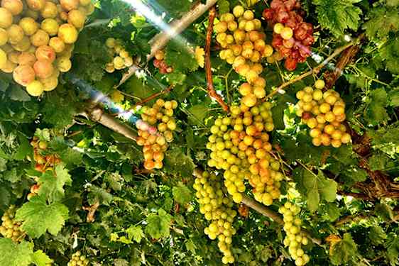 Viinirypäleitä köynnöksessä