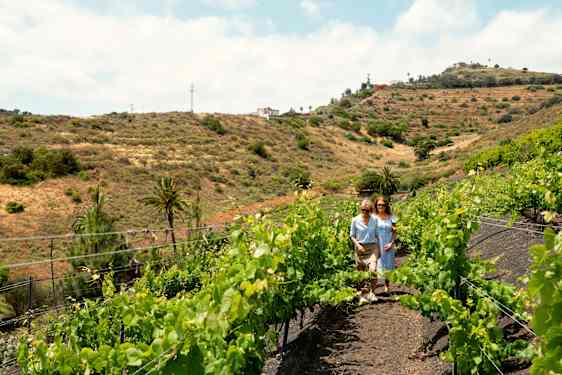 Kaki henkilöä viinköynnösten keskellä