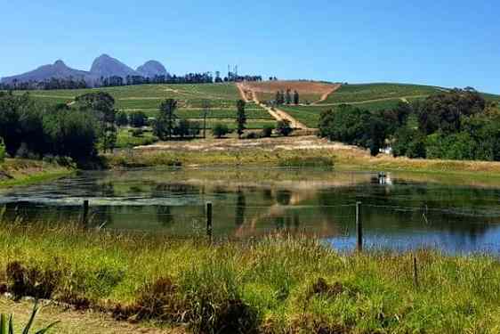 Vehreä kumpuileva viininviljelymaisema, etualalla lammikko ja taustalla vuoria.