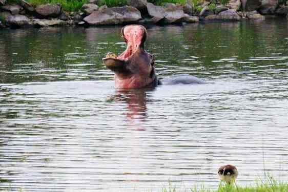 Virtahepo joessa, suu ammollaan.