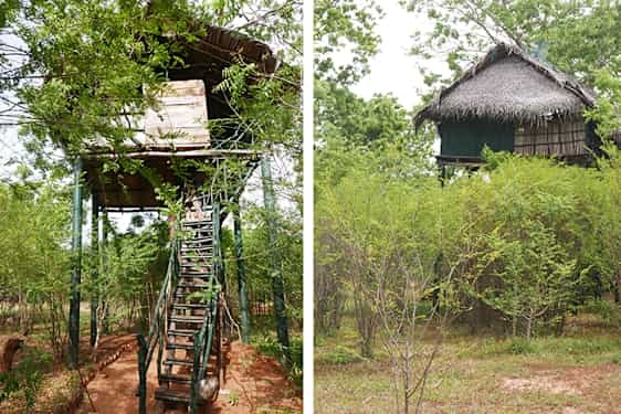 Puumaja Sri Lankassa