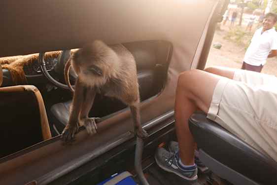 Näe villieläimiä Yalan kansallispuistossa Sri Lankassa