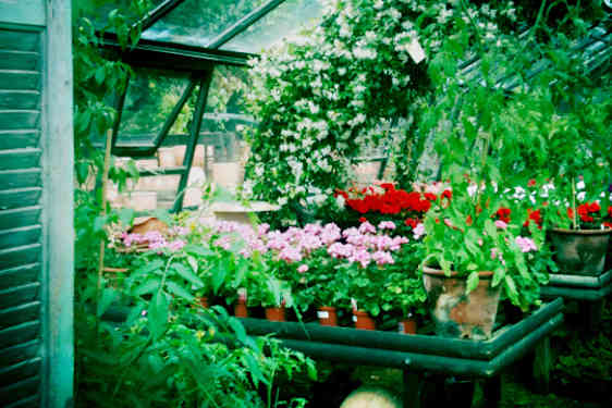 Puutarhaunelmia Lontoossa