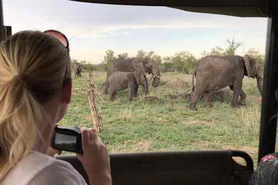 Norsuja safariautosta nähtynä