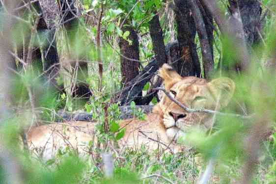 Leijona makaa kasvillisuuden joukossa.