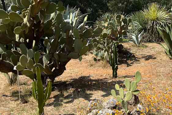 Lokrumin kasvitieteellinen puutarha