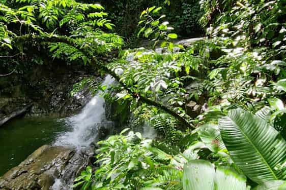 Veragua Rainforest Park - Veraguan sademetsäpuisto