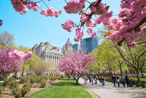 Kirsikkapuu kukki Central Parkissa