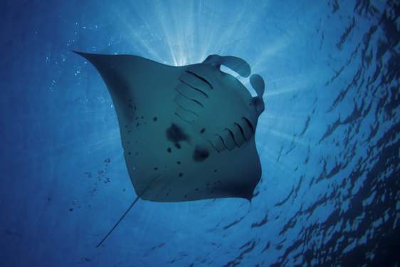 Sukellus Malediiveilla