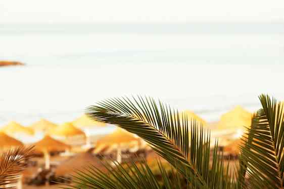 Palmun lehtien takana näkyvät aurinkotuolit rannalla