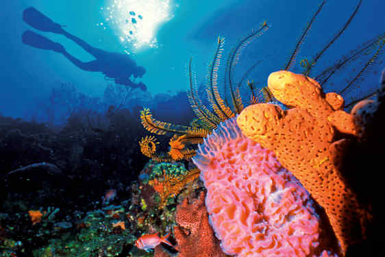 Sukellus Karibialla