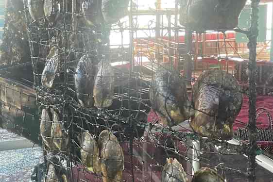 Helmisimpukoita roikkuu kuivumassa