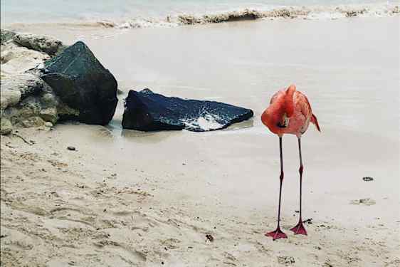 flamingo rannalla Aruballa