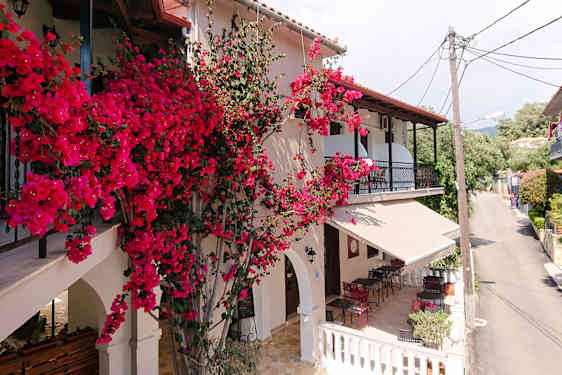 Punaisena kukkiva köynnös seinustalla