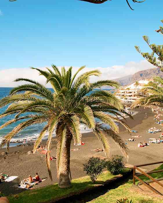 Palmut Los Gigantesin rannalla Teneriffalla