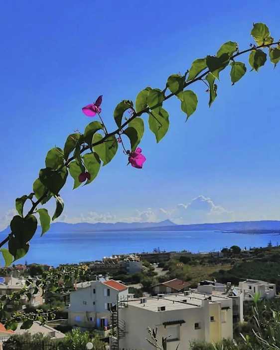 Bougainvillea kaartuu sinistä merta ja aurinkoista rannikkokylää kohti.