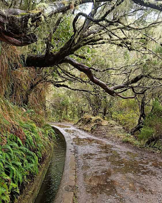 Levadapolku metsän katveessa