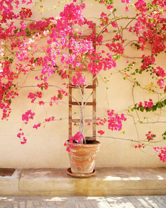 Vaalenpunaisia kukkia pitkin seinää