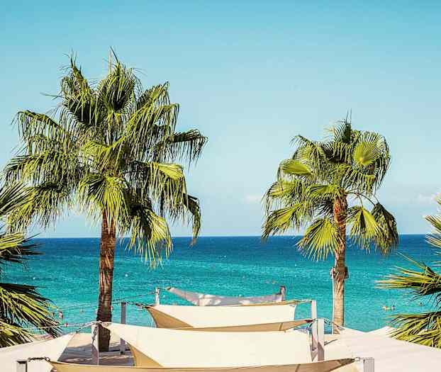 Palmuja rannalla, taustalla sininen meri. (Tekoälyn luoma teksti)